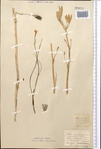 Ixiolirion tataricum (Pall.) Schult. & Schult.f., Middle Asia, Northern & Central Kazakhstan (M10) (Kazakhstan)