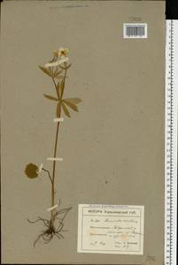 Ranunculus cassubicus L., Eastern Europe, North Ukrainian region (E11) (Ukraine)