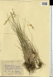 Poa angustifolia L., Eastern Europe, North Ukrainian region (E11) (Ukraine)