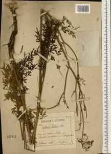 Silaum silaus (L.) Schinz & Thell., Eastern Europe, Central forest-and-steppe region (E6) (Russia)