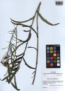 Hieracium umbellatum L., Siberia, Altai & Sayany Mountains (S2) (Russia)