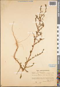 Artemisia scoparia Waldst. & Kit., Eastern Europe, Lower Volga region (E9) (Russia)
