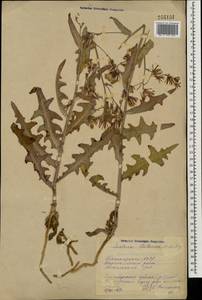 Lactuca tatarica (L.) C. A. Mey., Eastern Europe, Eastern region (E10) (Russia)