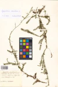 Lycopodium clavatum L., Eastern Europe, Moscow region (E4a) (Russia)