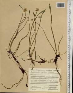 Coptidium pallasii (Schltdl.) Á. Löve & D. Löve, Siberia, Central Siberia (S3) (Russia)