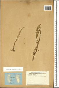Catabrosa aquatica (L.) P.Beauv., Caucasus, Georgia (K4) (Georgia)