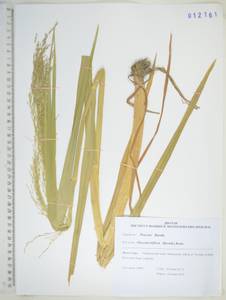 Glyceria lithuanica (Gorski) Gorski, Siberia, Russian Far East (S6) (Russia)