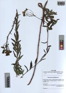 Hieracium umbellatum L., Siberia, Altai & Sayany Mountains (S2) (Russia)
