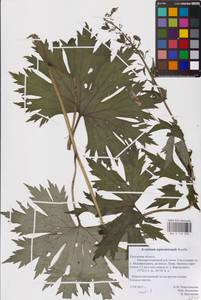 Aconitum septentrionale Koelle, Eastern Europe, Central region (E4) (Russia)