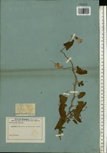 Convolvulus arvensis L., Eastern Europe, Central forest-and-steppe region (E6) (Russia)