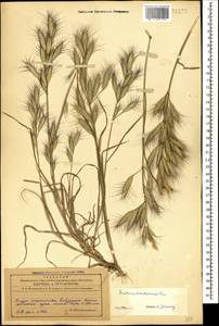 Bromus danthoniae Trin., Caucasus, Azerbaijan (K6) (Azerbaijan)