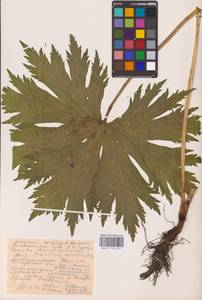 Aconitum septentrionale Koelle, Eastern Europe, Eastern region (E10) (Russia)