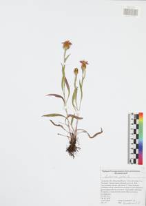 Centaurea jacea L., Eastern Europe, Central region (E4) (Russia)