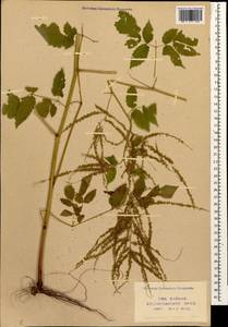 Aruncus dioicus var. kamtschaticus (Maxim.) Hara, Caucasus, Krasnodar Krai & Adygea (K1a) (Russia)