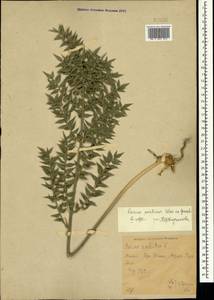 Ruscus aculeatus L., Crimea (KRYM) (Russia)