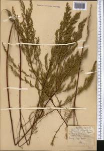 Artemisia scoparia Waldst. & Kit., Middle Asia, Pamir & Pamiro-Alai (M2)