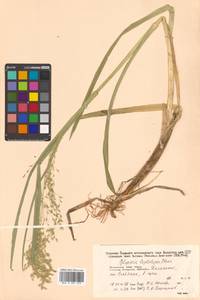 Glyceria leptolepis Ohwi, Siberia, Russian Far East (S6) (Russia)