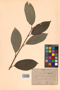 Salix caprea L., Siberia, Russian Far East (S6) (Russia)