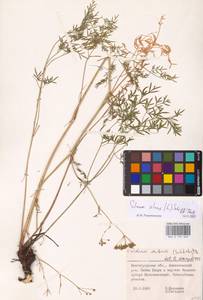Silaum silaus (L.) Schinz & Thell., Eastern Europe, Lower Volga region (E9) (Russia)