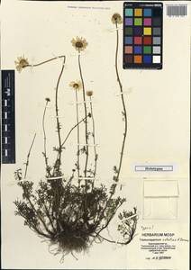 Tripleurospermum nataliae, Caucasus, Krasnodar Krai & Adygea (K1a) (Russia)