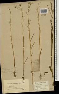 Crepis tectorum L., Eastern Europe, Middle Volga region (E8) (Russia)