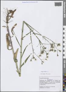 Crepis tectorum L., Eastern Europe, Central forest-and-steppe region (E6) (Russia)