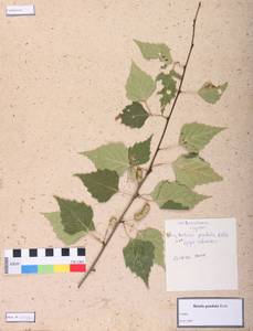 Betula pendula Roth, Siberia (no precise locality) (S0) (Russia)