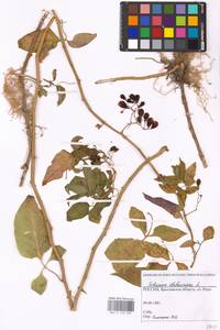 MHA 0 158 689, Solanum dulcamara L., Eastern Europe, Central forest region (E5) (Russia)