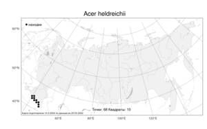 Acer heldreichii Orph., Atlas of the Russian Flora (FLORUS) (Russia)