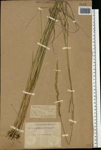 Calamagrostis arundinacea (L.) Roth, Eastern Europe, South Ukrainian region (E12) (Ukraine)