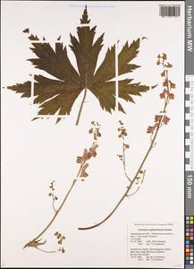 Aconitum septentrionale Koelle, Eastern Europe, Eastern region (E10) (Russia)