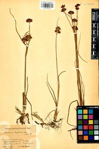 Juncus castaneus subsp. triceps (Rostk.) V. Novik., Siberia, Baikal & Transbaikal region (S4) (Russia)