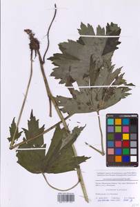 Aconitum septentrionale Koelle, Eastern Europe, Moscow region (E4a) (Russia)
