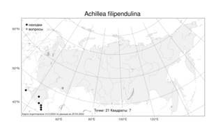 Achillea filipendulina Lam., Atlas of the Russian Flora (FLORUS) (Russia)
