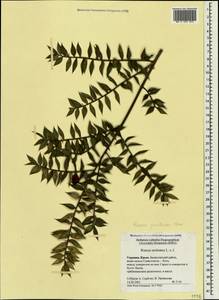 Ruscus aculeatus L., Crimea (KRYM) (Russia)