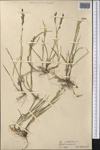 Poa pratensis L., Middle Asia, Pamir & Pamiro-Alai (M2) (Tajikistan)