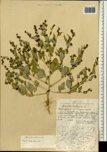 Atriplex sibirica L., Mongolia (MONG) (Mongolia)