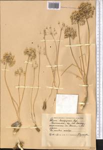 Allium borszczowii Regel, Middle Asia, Caspian Ustyurt & Northern Aralia (M8) (Kazakhstan)