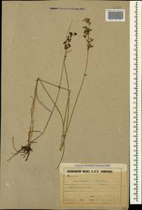 Juncus compressus Jacq., Caucasus, Armenia (K5) (Armenia)