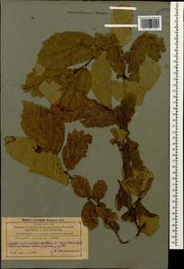 Parrotia persica (DC.) C. A. Mey., Caucasus, Azerbaijan (K6) (Azerbaijan)