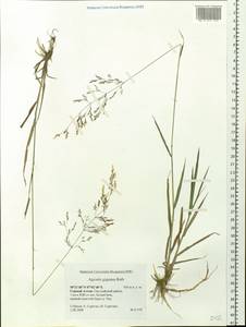 Agrostis gigantea Roth, Siberia, Altai & Sayany Mountains (S2) (Russia)