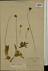 Pilosella officinarum Vaill., Eastern Europe, North Ukrainian region (E11) (Ukraine)