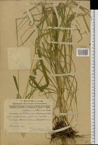 Glyceria lithuanica (Gorski) Gorski, Eastern Europe, Eastern region (E10) (Russia)