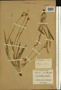 Scorzonera parviflora Jacq., Eastern Europe, Lower Volga region (E9) (Russia)