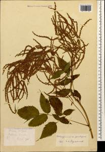 Aruncus dioicus var. kamtschaticus (Maxim.) Hara, Caucasus, Stavropol Krai, Karachay-Cherkessia & Kabardino-Balkaria (K1b) (Russia)