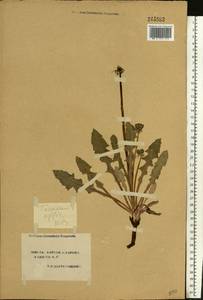 Taraxacum officinale Weber ex F. H. Wigg., Eastern Europe, South Ukrainian region (E12) (Ukraine)