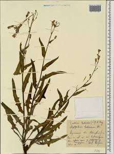 Lactuca tatarica (L.) C. A. Mey., Eastern Europe, North Ukrainian region (E11) (Ukraine)