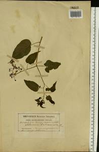 Solanum dulcamara L., Eastern Europe, South Ukrainian region (E12) (Ukraine)