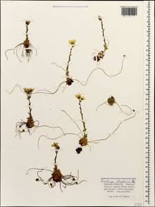 Saxifraga flagellaris, Caucasus, Stavropol Krai, Karachay-Cherkessia & Kabardino-Balkaria (K1b) (Russia)