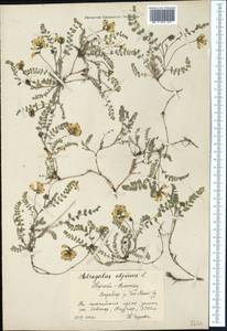 Astragalus alpinus L., Middle Asia, Northern & Central Tian Shan (M4) (Kyrgyzstan)